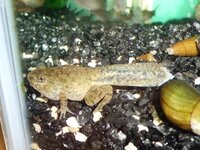 これは何でしょう 魚 カエル この生き物はなんでしょう 友人が栃木 Yahoo 知恵袋