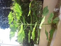 庭に生えてる雑草が何かわかりません かぼちゃのような葉の形かと思いきやひ Yahoo 知恵袋