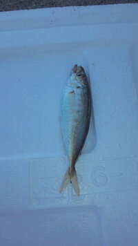 北海道の留萌海釣りについて 7月 8月にかけて釣れるものはなんですか また Yahoo 知恵袋