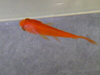 金魚のエラから綿のようなものがでています 白雲病なのでしょうか Yahoo 知恵袋