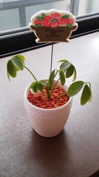 カポックの育て方について カポックを買いました ノ ノ今は買った時 Yahoo 知恵袋