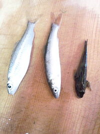 夜釣りで 木曽川の立田大橋付近はウナギ釣れますか手長エビ釣りの人がほ Yahoo 知恵袋