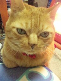 猫の肉球についての質問なんですが うちの猫ちゃんの肉球 ピンク に Yahoo 知恵袋