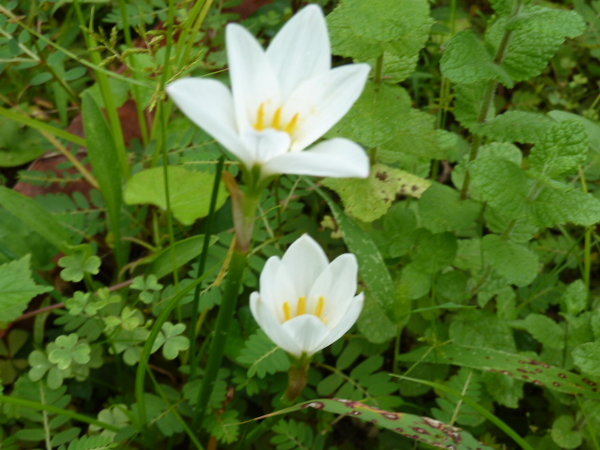 レインリリー に関するq A Yahoo 知恵袋