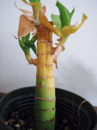 ミリオンバンブーが黄色く変色してしまいました 対応を教えてください Yahoo 知恵袋