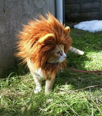 ライオンのようにたてがみ風になっている猫っているんですか この Yahoo 知恵袋