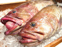 クエの口から出てる赤いピンポン玉みたいなのって何ですか 舌ですか Yahoo 知恵袋