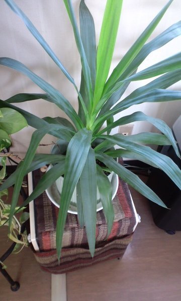 この観葉植物はドラセナでしょうか にしては一向に茎が木のように Yahoo 知恵袋