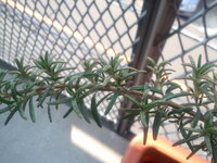 ローズマリーが病気に 写真のように 葉が枯れたように汚くなっ Yahoo 知恵袋