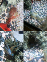 先日ザリガニの脱皮について質問させて頂いた者です 飼育中のザリガニが ９ Yahoo 知恵袋