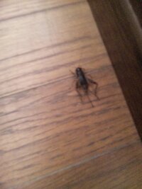 変な虫が部屋に入り込んでいました ゴキブリみたいですが 違うようです 何の虫でし 教えて 住まいの先生 Yahoo 不動産