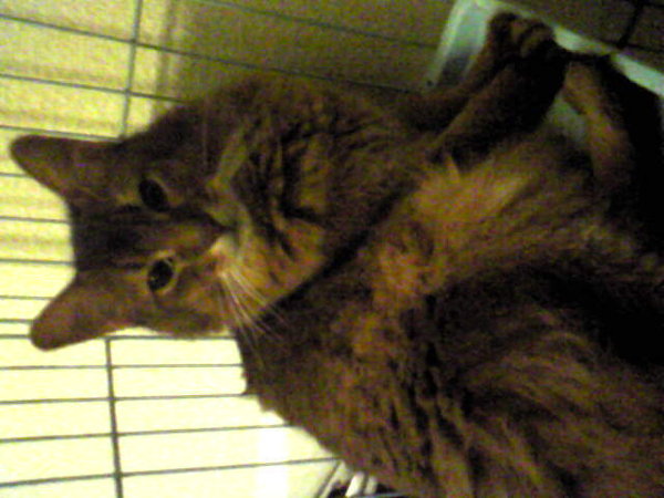 猫がめちゃくちゃ体当たりしてくるのはなんでですかu2026？とっても可愛い 