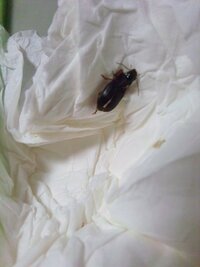 ミルワーム ゴミムシダマシ の成虫には 羽がついていますが飛ぶこと Yahoo 知恵袋