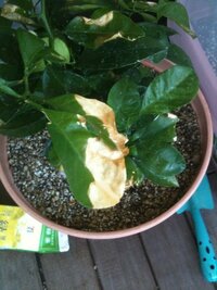 夏みかんの木 この葉っぱの病気はなんでしょうか 家で成長 Yahoo 知恵袋