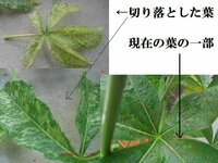 木の芽を保存したいと思うのですが 香り 鮮やかな色そのままは無理でしょうが Yahoo 知恵袋