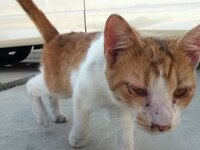 神奈川県で捨て猫 地域猫 が多い場所として 富士見公園が有名ですが 今も Yahoo 知恵袋