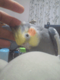 オカメインコとの絆が壊れてしまいました 対処の仕方が解りま Yahoo 知恵袋