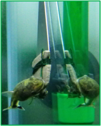 オトシンについて オトシンについてお聞きしたく 本質問を投稿さ Yahoo 知恵袋