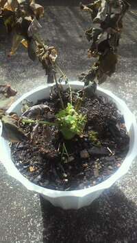 桔梗の増やし方について質問です 桔梗を増やしたい場所に 枝を何本か差し 実みた Yahoo 知恵袋