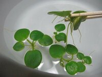 水草 浮き草 について詳しい方 教えてください 写真の浮き草の名前 Yahoo 知恵袋