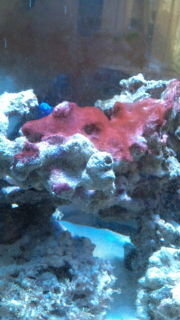 海水水槽につきまして 海水水槽でライブロックに写真のような赤い苔のよ Yahoo 知恵袋