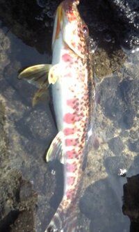 海釣りこの魚の名前を教えてください エソのような色合いで下唇に黄色の Yahoo 知恵袋