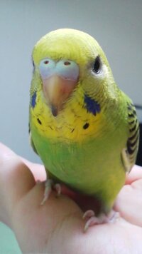 このセキセイインコの雛は雄でしょうか 雌でしょうか ろう膜は青っぽいピン Yahoo 知恵袋