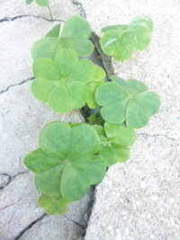 コンクリートの割れ目から生えてきた写真の三つ葉 は何の植物なのでしょうか Yahoo 知恵袋