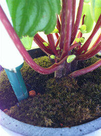 スイカの栽培について自宅の花壇でスイカの栽培は可能ですか 花壇は畳１枚分 Yahoo 知恵袋