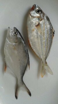 湘南海岸で釣った魚名前を教えて下さい 食べられますか 最適な調理法は 右 Yahoo 知恵袋