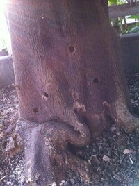 写真のように樹齢約４０年のみかんの木に直径１ｃｍ程度の穴が開いてます 黒 Yahoo 知恵袋
