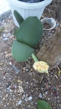 胡蝶蘭を地植えして３年ぐらいしたら この様な花みたいな物が出てくる様にな Yahoo 知恵袋