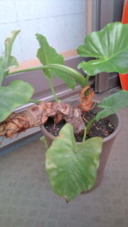 クワズイモの株が下記画像のように横に曲がってしまいました 株はスカス Yahoo 知恵袋