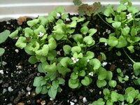 ラベンダーの植え替え時期卵パックで種から発芽させました 小さな本葉が Yahoo 知恵袋