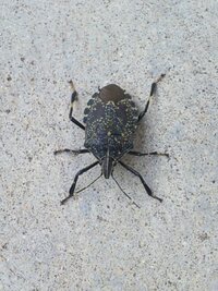 この虫 何の虫 洗濯物にいつもくっついていて気持ちが悪いので虫よけ対策し Yahoo 知恵袋