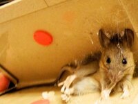 捕獲しました これはクマネズミでしょうか それともハツカネズミ Yahoo 知恵袋