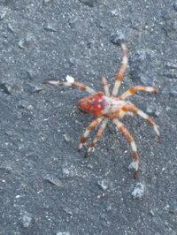 初めて見る蜘蛛が 余りにも怪しい蜘蛛の色手がオレンジ 体が黒で Yahoo 知恵袋