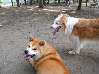 ドッグランについての質問です 私が飼っている秋田犬 メス Yahoo 知恵袋