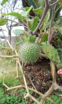 このトゲトゲ植物は何という名前でしょうか 緑色のトゲトゲ茎が ツタの Yahoo 知恵袋