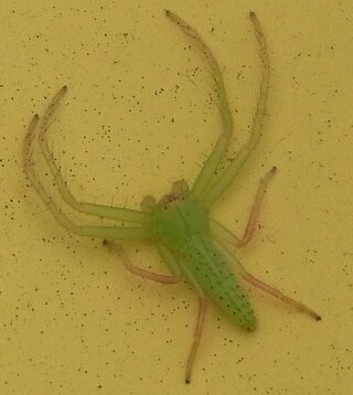 蜘蛛の名前を教えてください小さい蜘蛛です透き通るような黄緑色１ Yahoo 知恵袋