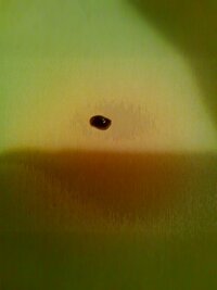 写真 水槽の中に凄く小さい黒い虫のようなものが歩いているの Yahoo 知恵袋