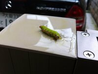 毛虫を寄せ付けない為にはどうしたら良いでしょうか 最近 シマトネ Yahoo 知恵袋