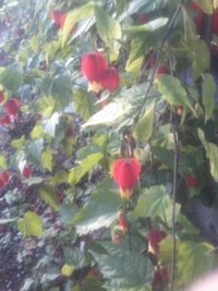 このチョウチンみたいな花の名前を教えてください 画像は良くないです Yahoo 知恵袋