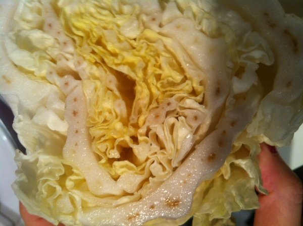 白菜の切り口に茶色い斑点が もらった白菜をカットしたら Yahoo 知恵袋