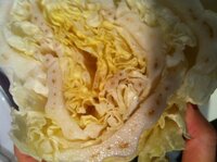 白菜の切り口に茶色い斑点が もらった白菜をカットしたら Yahoo 知恵袋