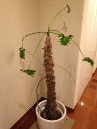 ﾊｴﾄﾘｿｳを育てています 花が枯れました 出来れば種子を取る Yahoo 知恵袋