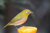 野鳥を飼うことは禁止されているのに ペットショップでウグイスやメジロの餌 粉 Yahoo 知恵袋