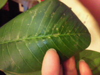 プルメリアについて 我が家のプルメリアの葉に薄茶色の斑点が Yahoo 知恵袋