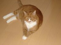 猫が 靴下をくわえて持ってくるのは なぜですか 僕は二匹の Yahoo 知恵袋