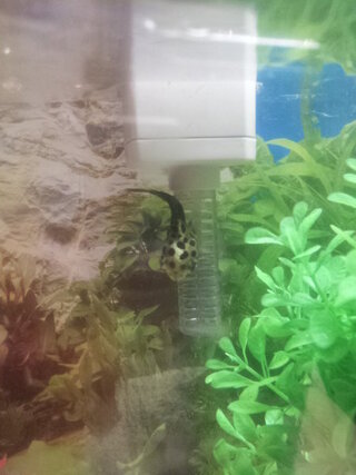 ミドリフグが今にも死にそうで弱っています もうすぐ半年が Yahoo 知恵袋